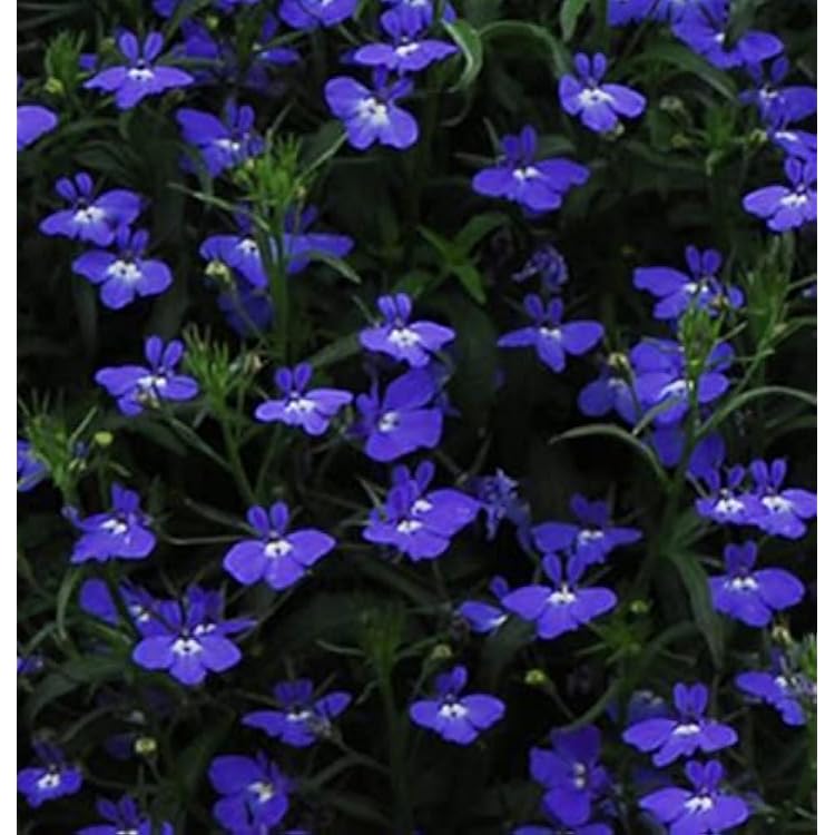 Lobelia Regatta Series Midnight Blue Lobelia Erinus Annual Flower Seeds