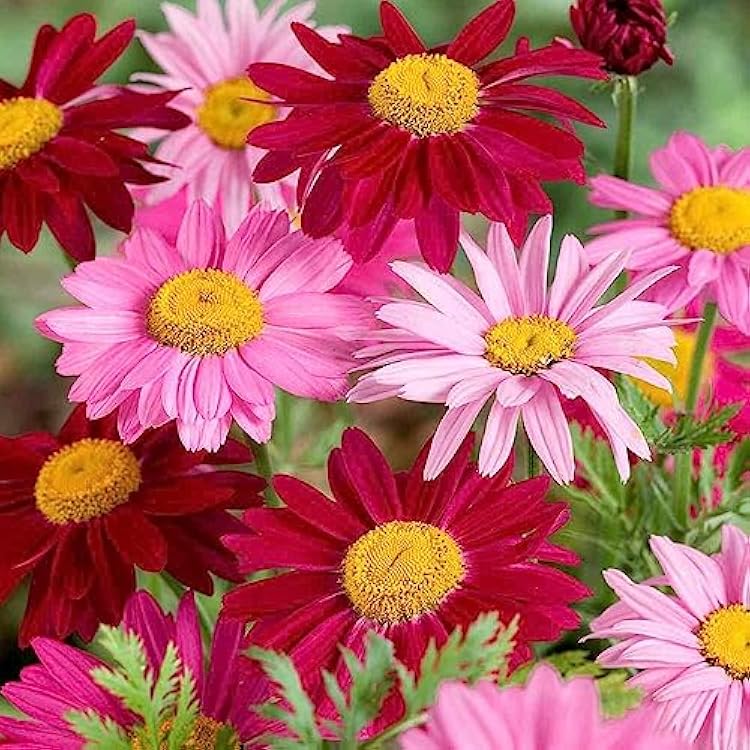 2000 Pyrethrum Tanacetum coccineum - Flower Garden Seeds - Perennial Flower Seeds