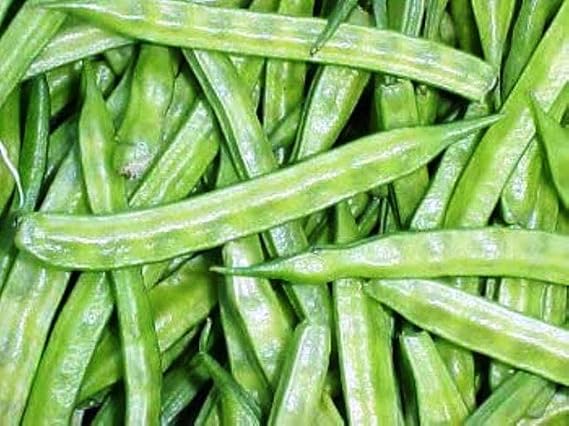 25 Seeds/Guar, Cluster Beans Heirloom Non GMO, Organic,NonHybrid Goruchikkudu, Kothavara