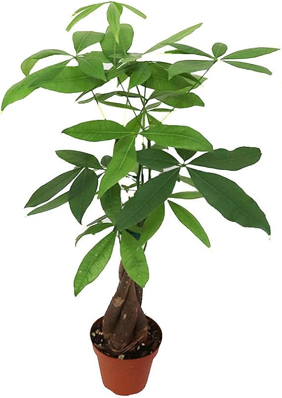 Pachira Aquatica Money Tree - 4'' from California Tropicals
