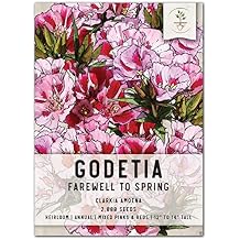 Seed Needs, Farewell to Spring Godetia Seeds for Planting (Clarkia Amoena) Single Package of 2,000 Seeds - Heirloom & Open Pollinated
