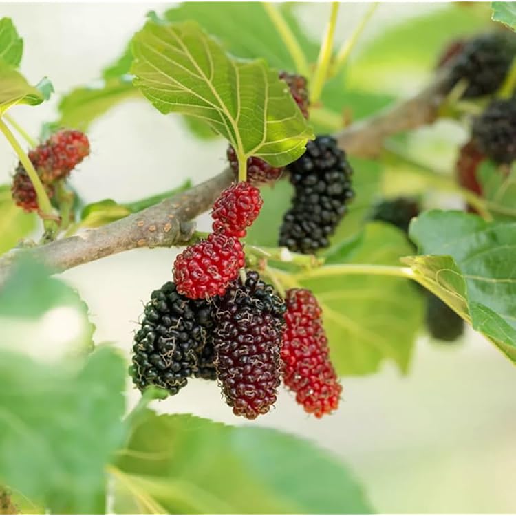 Everbearing Mulberry Tree Black Mulberries Bush Sweet Fuit Tree 2-3 Feet Tall 3 Gallon Pot- No Ship CA