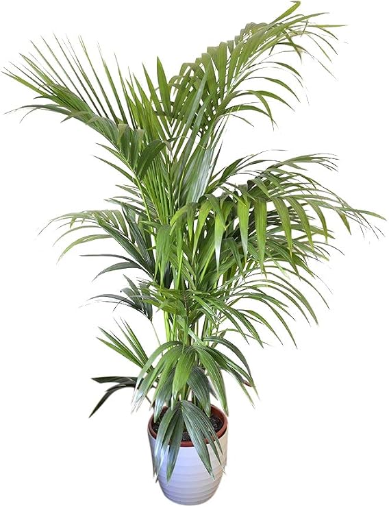Indoor Plant -House or Office Plant -Howea Forsteriana Kentia Palm - Paradise Palm Approx 1.2m