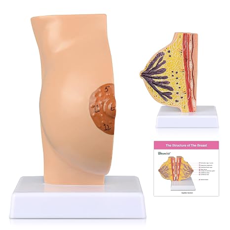 Ultrassist Non-Lactating Breast Model, Sagittal Section