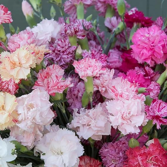 100+ Double Picotee Mix Carnation Seeds Dianthus Caryophyllus Flowers Non-GMO Cut Flower Fragrant Blooms