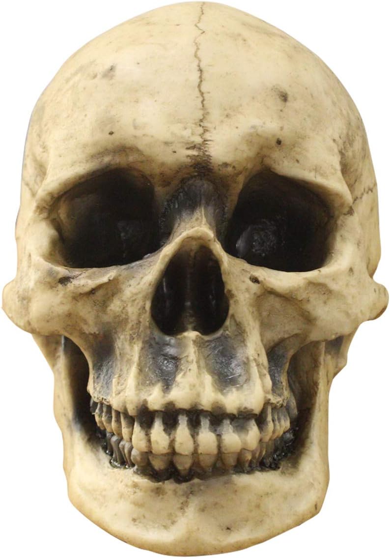 Wall Charmers Life Size Human Skull - 8.5 Realistic Faux Human Anatomy - Table Top Skeleton Head Home Decor