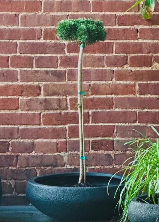 Teeny Dwarf MUGO Pine Lollipop Standard - Pinus mugo 'Teeny' Forms A Tight Compact Little Ball - 2 Year Plant