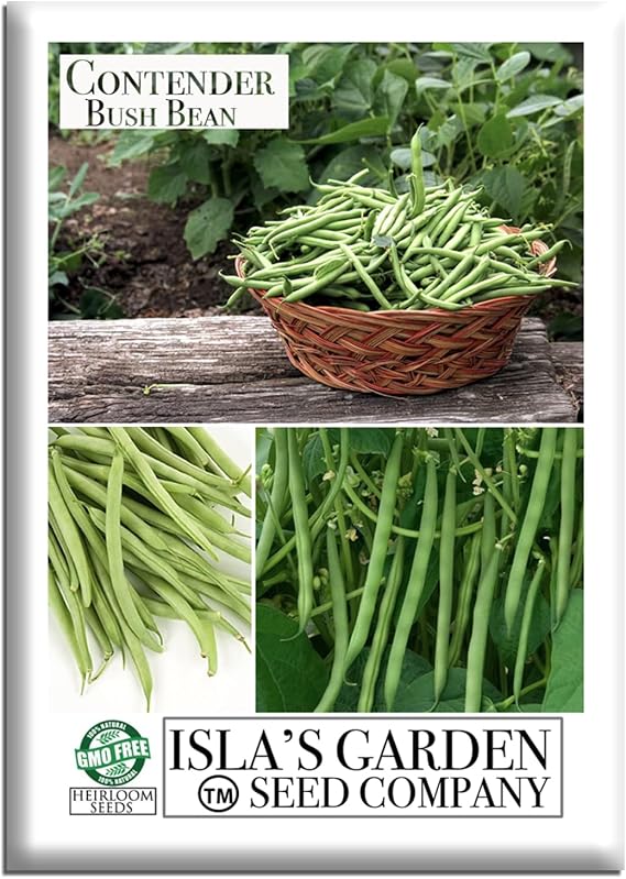 Contender Bush Bean Seeds (Phaseolus vulgaris) 50 Non-GMO Heirloom Seeds by Islas Garden Seeds, Early-Maturing Green Beans with Tender Pods, Great for Raised Beds, Containers & Summer Harvests