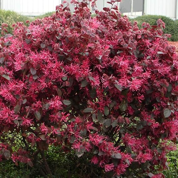 Red Whisper Loropetalum, Purple-Red Foliage Shrub, Vibrant Crimson Flowers (3 Gallon/Potted)