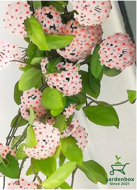 Kokulu Beyaz Renk Mum Çiçeği 30-50Cm Saksılı Sarmaşık Bitki
