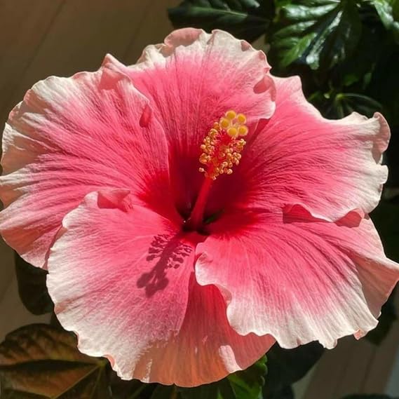 Landscape Hibiscus – Premium Rootstock – Classic Double Blooms – Easy to Care Indoors or Outdoors/that Grow Fast/Golden Jade Carving-1 Root-I