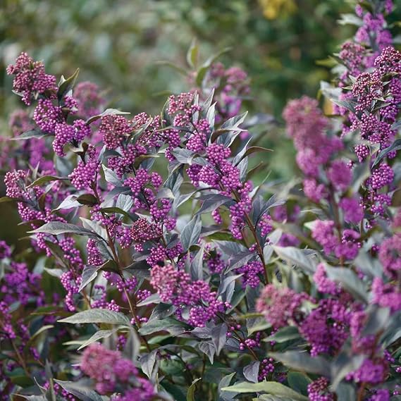 Pearl Glam Beautyberry - 4" Pot - Callicarpa - Proven Winners