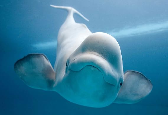 wesellphotos Beluga Whale Poster 13x19