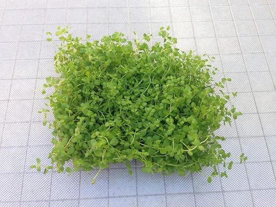 Aquatic Plants on Mats (Monte Carlo on 5" X 3" mat)