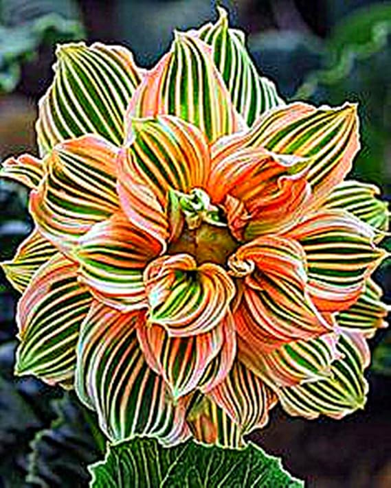 Dahlia Bulbs for Planting,Dahlia Tubers UK,Flowering Rhizome,Dahlia Bulbs Mix,Excellent Display Indoor Perennial Balcony Garden Bulbs-2bulbs-H